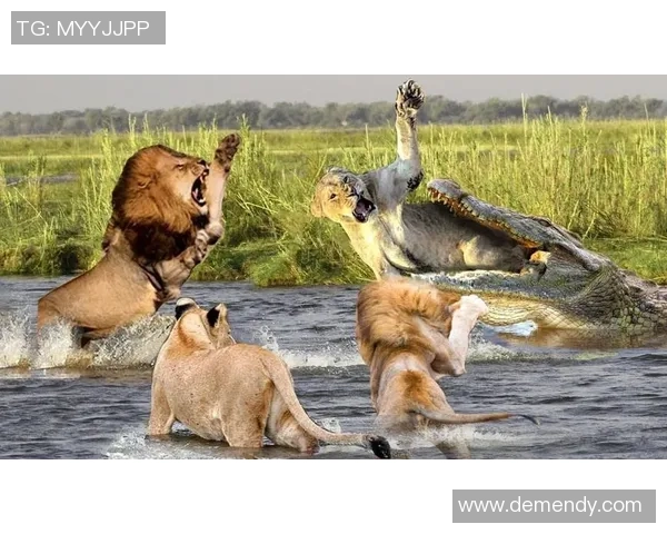 国王强势挑战太阳豪阵巅峰对决谁能笑到最后